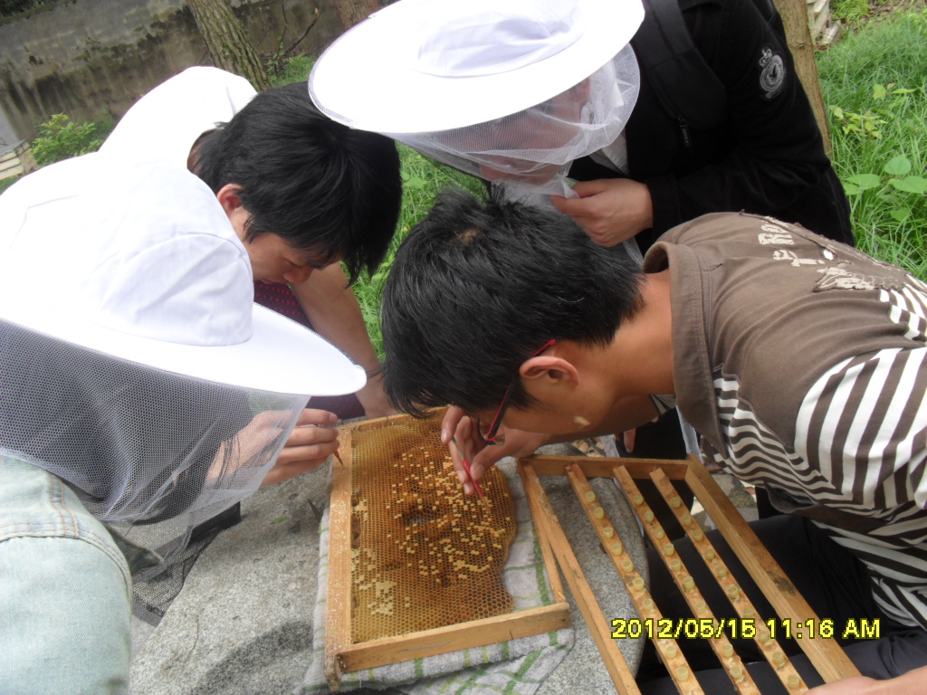 為育王移蟲實驗